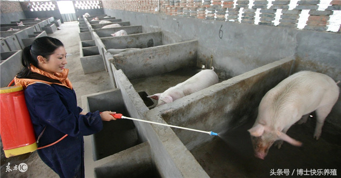 在猪饲养过程中，要注意对圈舍、场地等环境进行消毒，否则易发生传染。消毒时一般用两到三种消毒药交叉使用，防止产生耐药性。今天就和大家分享一下猪场消毒几种常用的消毒药和使用方法。