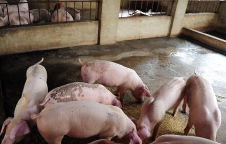 猪场防疫几种最有效的消毒药：掌握后杜绝猪生病，让猪快速长大