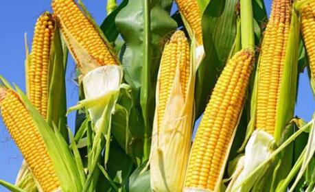 11月玉米产区“冰火两重天”，但下月价格跌幅有限！