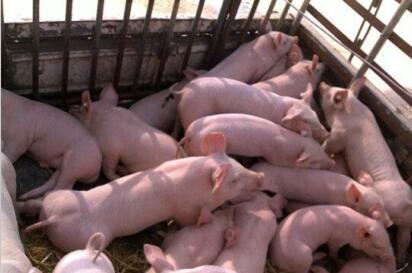猪价继续连涨的态势 养猪市场上涨区域进一步增加