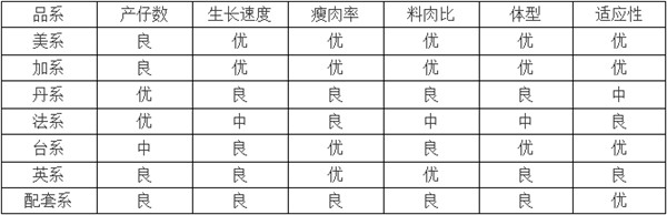 猪场选猪法则!不同钱柜娱乐777官网品系的优缺点都在这里