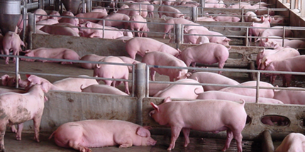 周末猪价狂飙创两月新高，四川地区已逼近8元