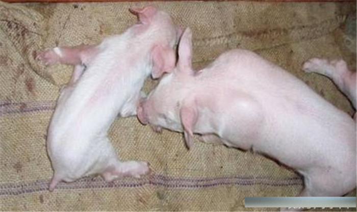 原来猪呕吐是这五种原因，养殖户要好好收藏了！ 
