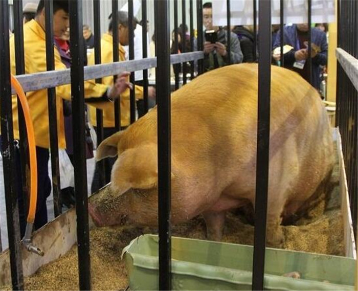 一般情况下，把猪养到200斤左右就可以拉出来卖了，本文所讲到的养猪人，为什么会把猪养到1600斤？难道是越养越肥越好卖？非也。 