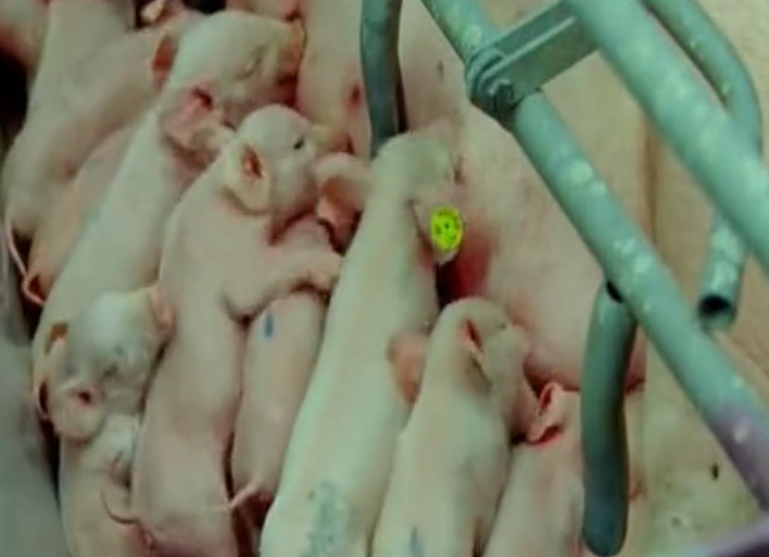 工业化养猪杀猪，母猪像机器人一样给小猪哺乳！