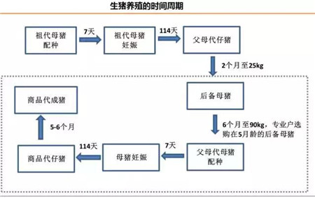 猪肉行情再起 下一个牧原股份将在这里孕育