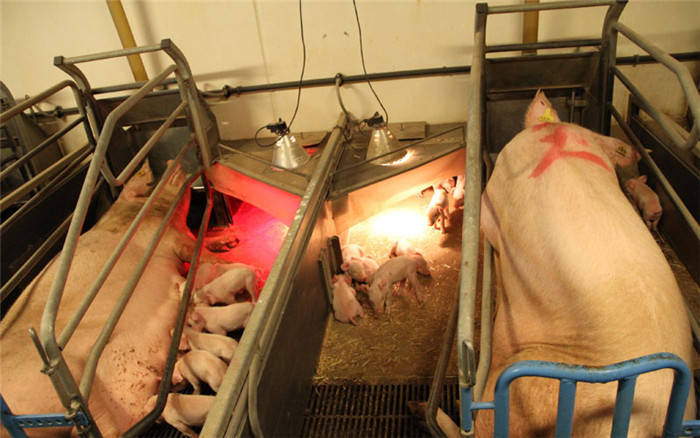 世界养猪强国丹麦的养猪场内景原来是这样，涨姿势了 