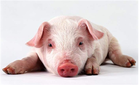 12月生猪价格持续走强 不过养殖户需要警惕这一点