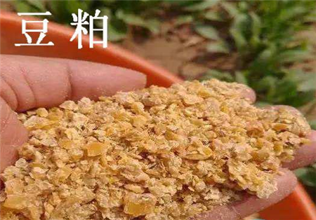 豆粕喂猪有“禁忌”,稍不留神会中毒,豆粕应该这样喂
