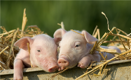 生猪市场震荡，调运监管蔓延至产区可能出现上涨？
