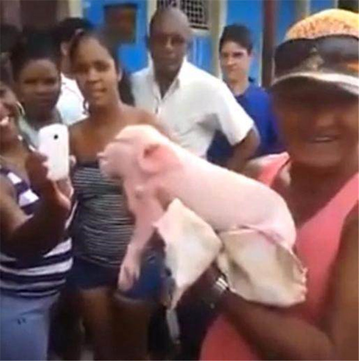 村民发现了一件怪事，一农户家喂养的母猪产下多只小猪，结果当主人检查时却被其中一只小猪吓坏了。 