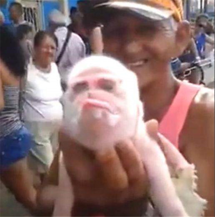 当时，在场的所有人看到这一个画面，说不说话来。一母猪生下了很多的小猪仔，其中一只竟然长了一副猴脸。 