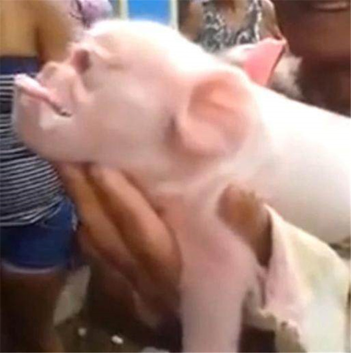 农户家母猪生下“神秘怪猪”，主人看到小猪时被吓得不轻！小猪的鼻子嘴巴并没有像正常小猪一样凸出，看脸部和耳朵更像一只小猴子。 