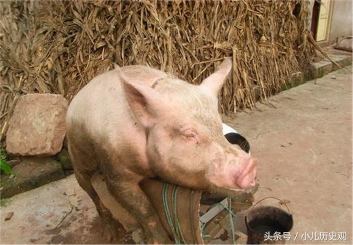猪这样的动物看起来十分的憨厚，但是它发怒的时候也非常的凶猛，特别是发情期的公猪，非常的危险，需要格外的注意。 