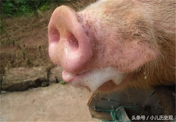 兽医需要掌握猪的所有习性，还要注意安全，稍有不慎猪都可能会发狂，看看猪的口水都流出来了。 