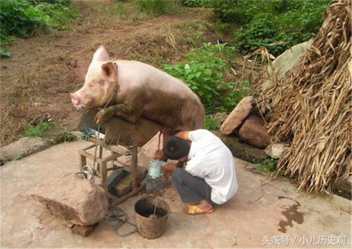 人工授精的时候，公猪需要趴在固定的模子上，这只公猪还算是非常的配合，整个过程十分顺利，只能说兽医真的不容易呀。 