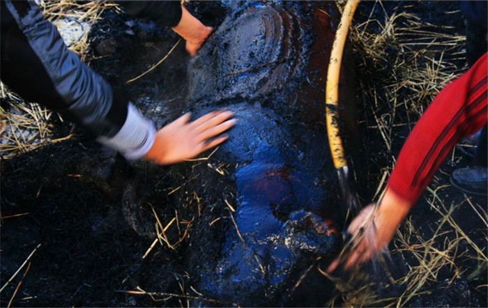 烧好的年猪，满身黑压压的，如同柴炭一样平常，而后再用净水冲刷清洁 