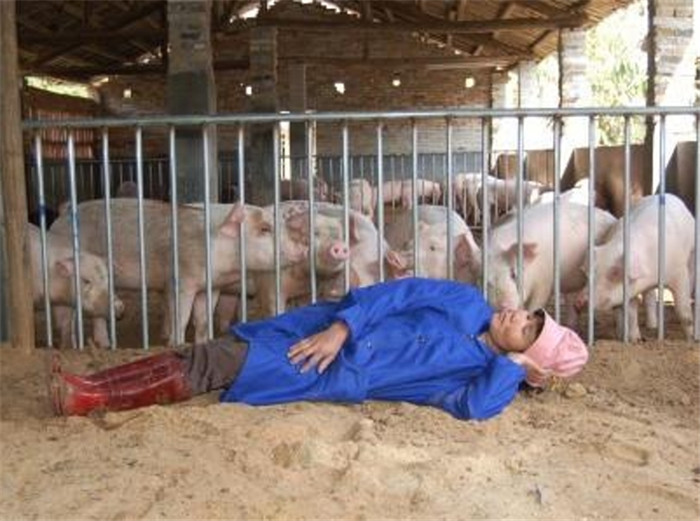 农村懒汉养猪两年不清粪，为什么还得到大力推广？