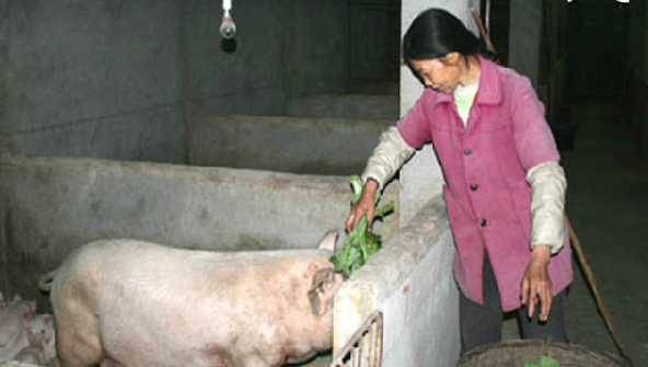 养殖“禁养令”实行后，养殖区全面清理，农村人还继续养猪？