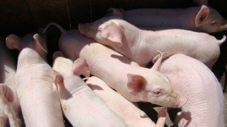 下跌区域增加 若疫情点解封后猪价能否迎来好转？