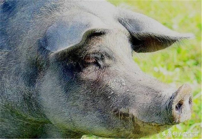 浙江的一头猪，可谓是打破“猪世界”的记录。摆脱了被宰杀的命运，而且被村民好吃好喝的供着。 
