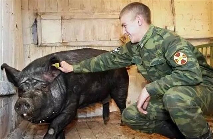 如果俄罗斯将向中国出口猪肉，猪价会下跌吗？ 