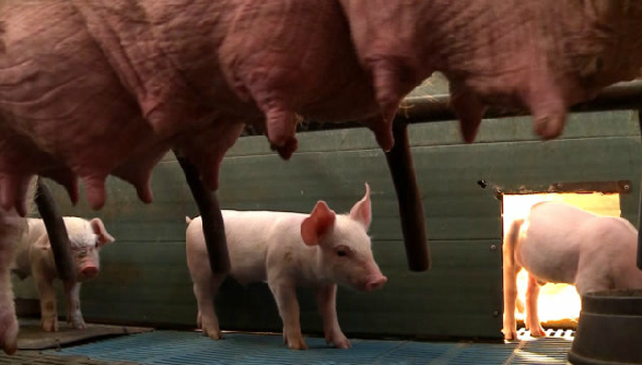 暖意十足！猪场近5000头猪仔享受浴霸取暖！