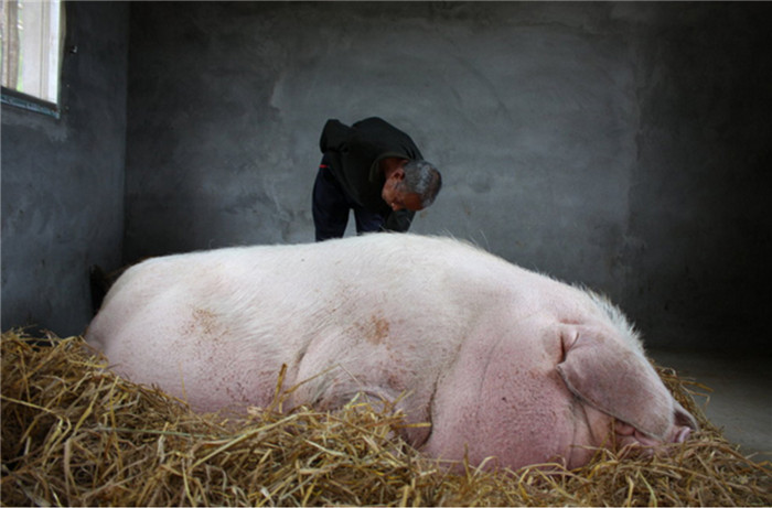 猪是生活中非常常见的一种生物，但是“猪王”可是非常少见的，这只猪王体重达到了一吨重，而且体长达到了2.45米，身高更是高达1.25米。 