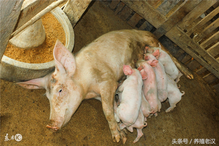 在养猪行业，我们都知道：哺乳期仔猪是最容易生病的。特别是在冬季，对养殖户来讲哺乳仔猪是最需要注意的 