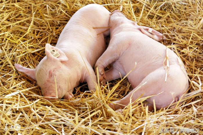 仔猪为什么容易生病？这与它的生理特点有很大关系。