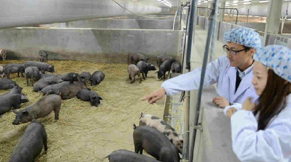 五化养猪技术，简直是养殖业的福音！