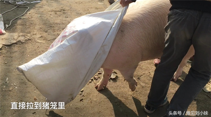 如何轻松驾驭1头三四百斤重的猪？农民有妙招，1个袋子就搞定！ 