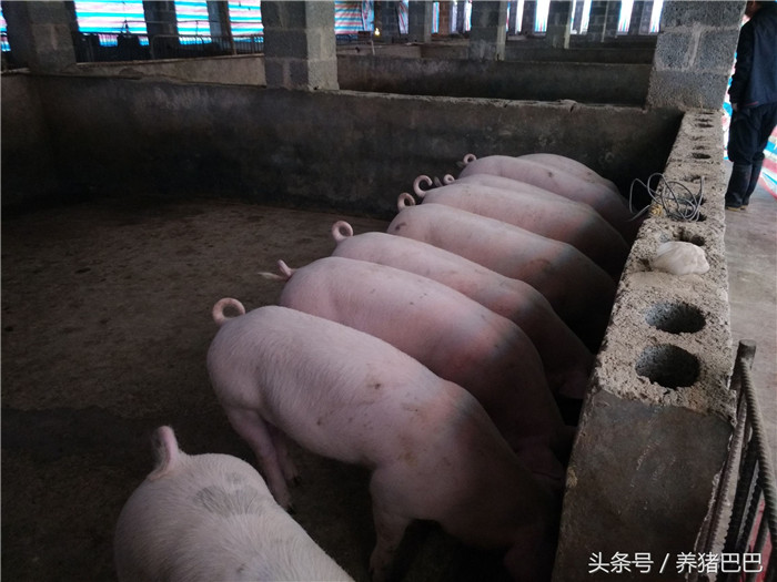 猪场冬季保温，大保育猪使用保育饲料，在冬季有助于猪只的营养吸收。 