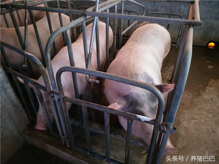 猪只要在适当时机让猪舍通风，避免栏舍呢氨气的上升。 