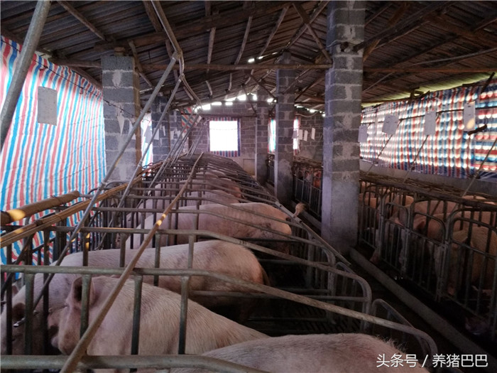 定位栏母猪在冬季的饲养管理很重要，尽量避免潮湿阴冷的环境，杜绝疾病发生。 