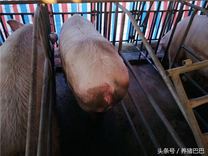定位栏母猪粪便要积极收集，尽量保持猪的屁股干净，避免炎症的发生。 
