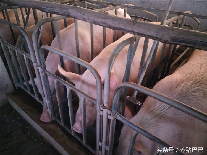 母猪的饲养是猪场生产的动力源泉，保护好母猪做好冬季防寒工作。 