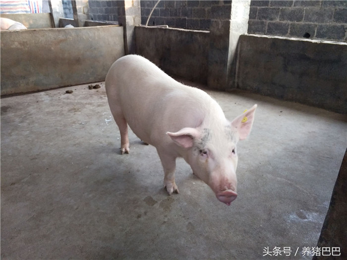 后备母猪在护理时要做到特殊性，培养好后备母猪有利于其后期生产。 