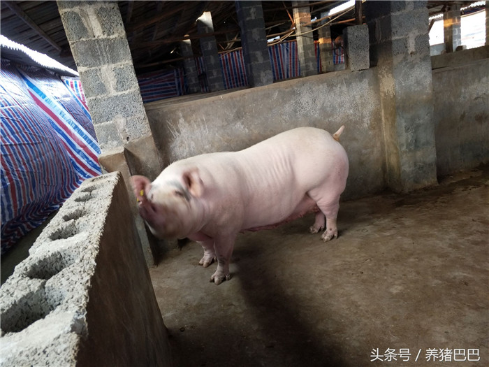 重胎母猪的护理要及时，一定要注意栏舍条件的干净与卫生。 