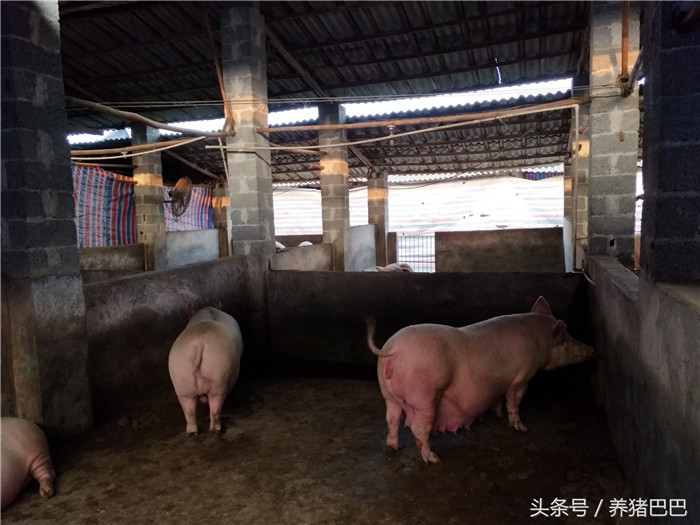 群养重胎母猪要及时发现母猪的疾病，避免经济损失。 