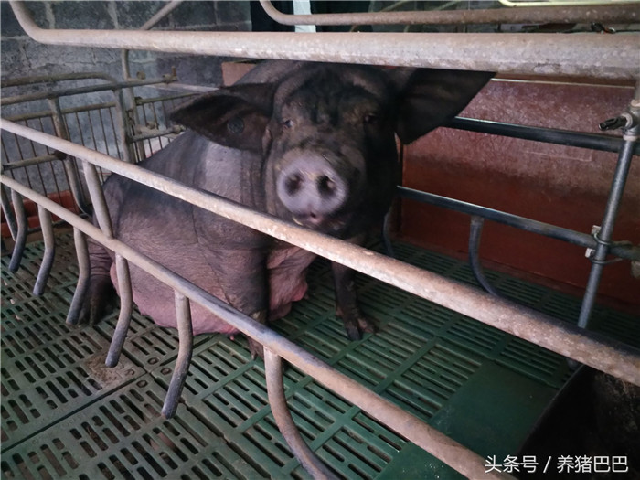 产后母猪在冬季有利于饲养，但同样要做好产后消炎等工作 