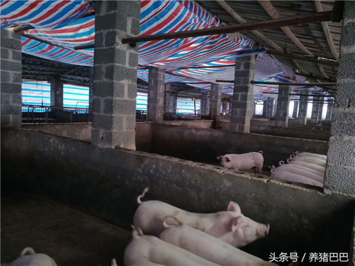 冬季及时拉下篷布，为整个猪舍的保温做好层层保护，想养好猪就一起关注：养猪巴巴。 