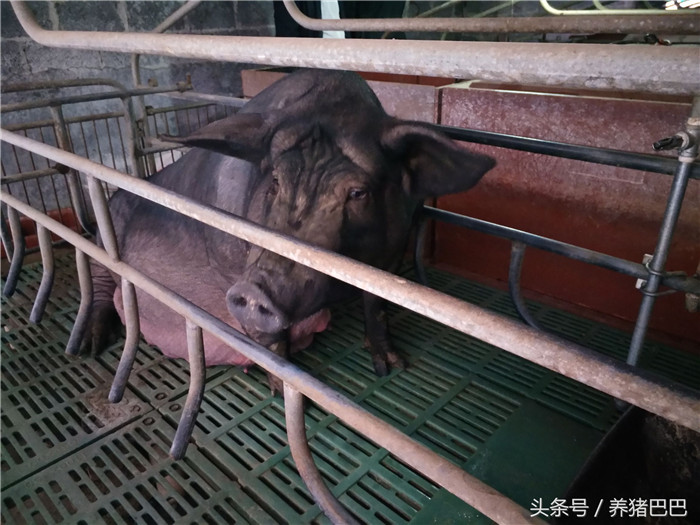 产后母猪在冬季有利于饲养，但同样要做好产后消炎等工作 