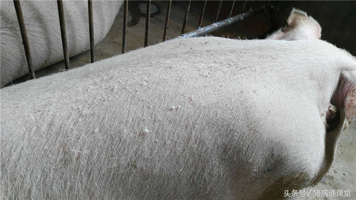猪生物素（维生素H）缺乏的表现：1、猪被毛过量脱落，皮肤溃烂和皮炎。 