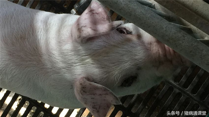猪生物素（维生素H）缺乏的表现：1、猪被毛过量脱落，皮肤溃烂和皮炎。2、眼睛周围分泌物增多。3、口腔黏膜炎症。 
