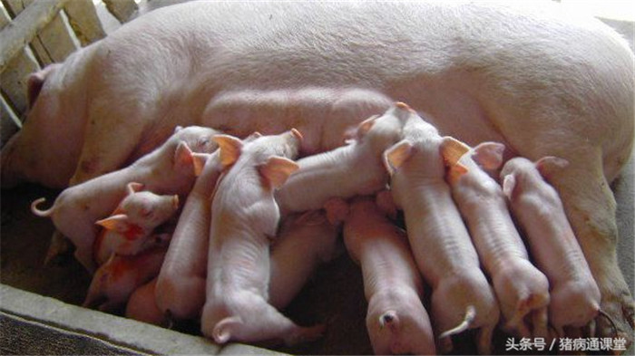 这种维生素很贵，饲料里量不够猪就会毛少、皮烂、蹄子裂！ 