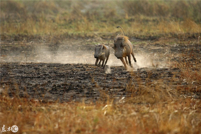 西非贝宁，一只年幼的疣猪在彭贾里国家公园里被另一头年纪较大的同伴追逐，让人惊叹的是这只疣猪的爆发速度堪比猎豹，果然不可小觑天下英雄啊。（图片来自东方IC） 