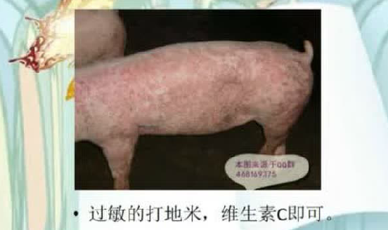 养猪人告诉您，猪遇到蚊虫叮咬、过敏、湿疹如何处理！