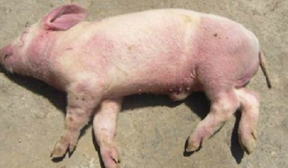 养猪技术：按着老猪倌的方法治猪传胸，果然好的快！