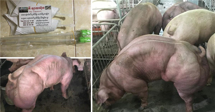 这些猪在班迭棉吉省的一个养猪场。 